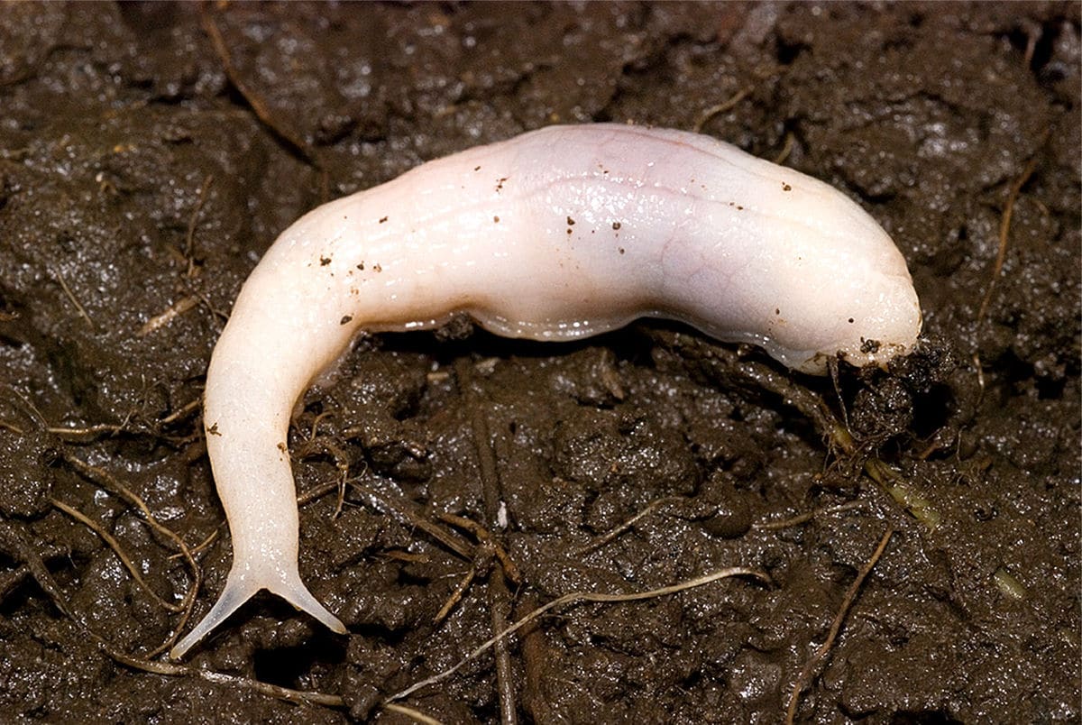 Selenochlamys ysbryda (Ghost Slug)