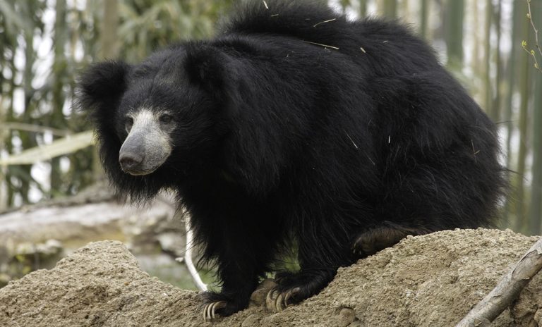 Sloth Bear: Profile and Information