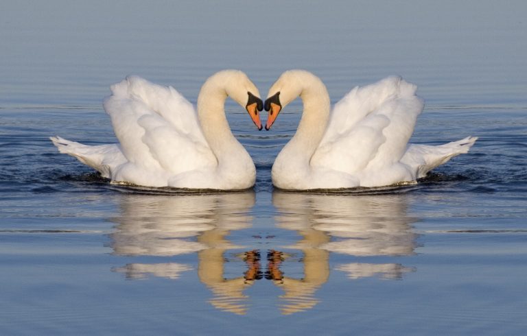 Swan: Profile and Information