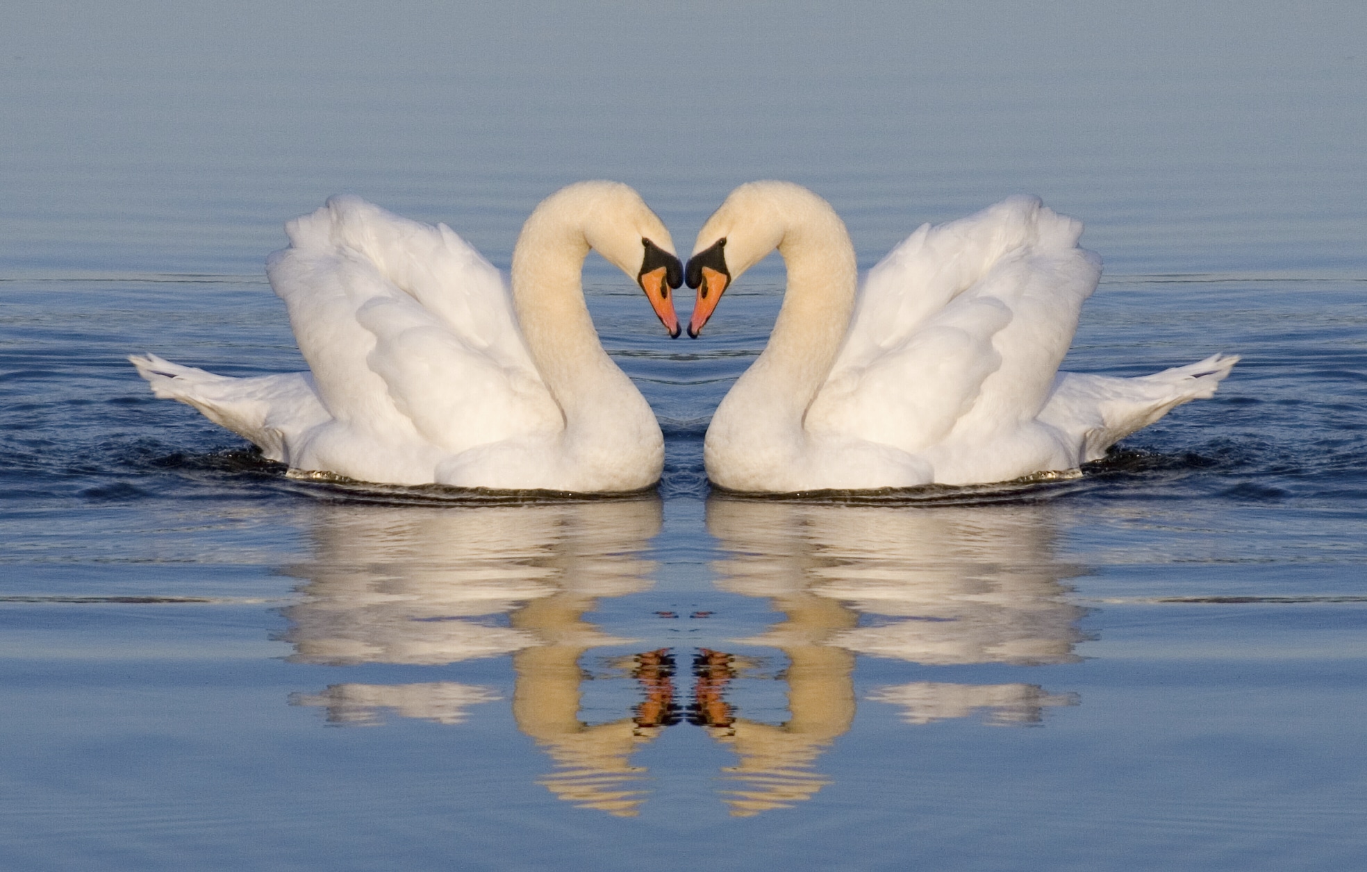 Swan