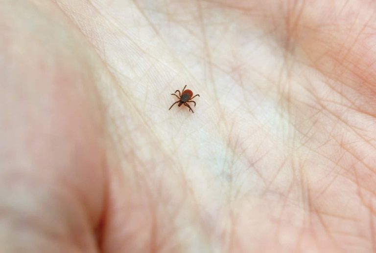 How Do Tick Reproduce?