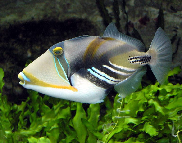 Triggerfish: Profile and Information