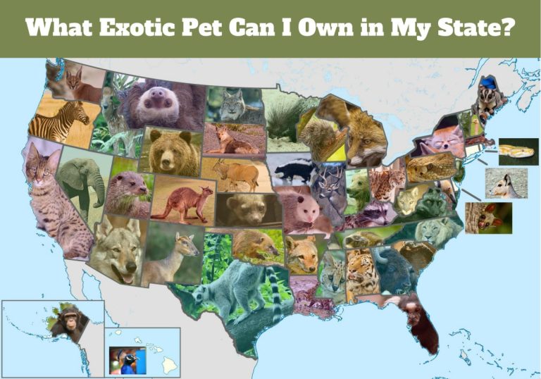 Guide to United States Laws on Exotic Pets