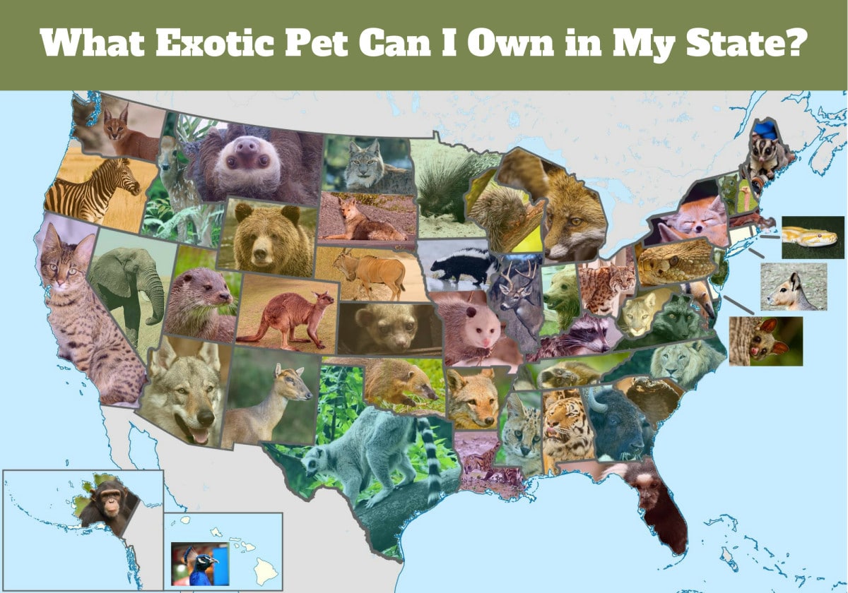 United States Laws on Exotic Pets
