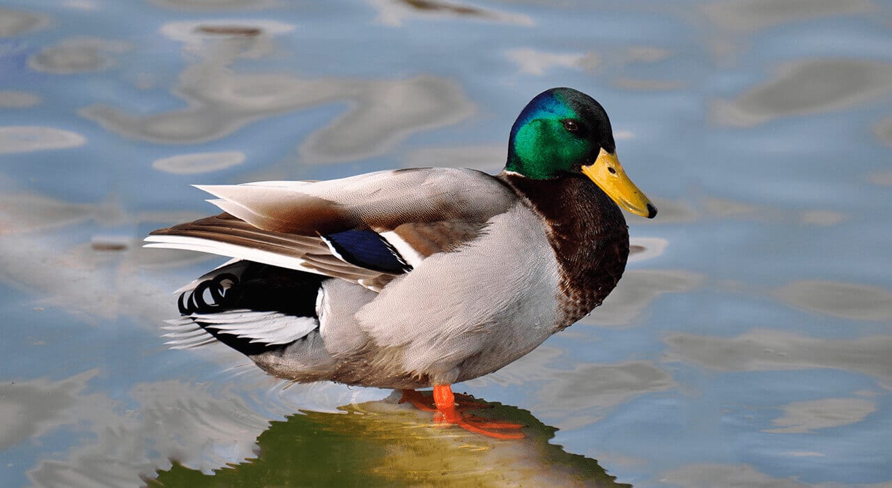 WaterFowl
