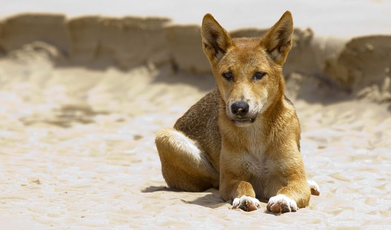 Australian Dingo: Profile and Information