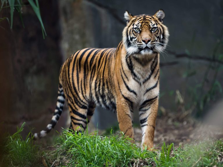Bengal Tiger: Profile and Information