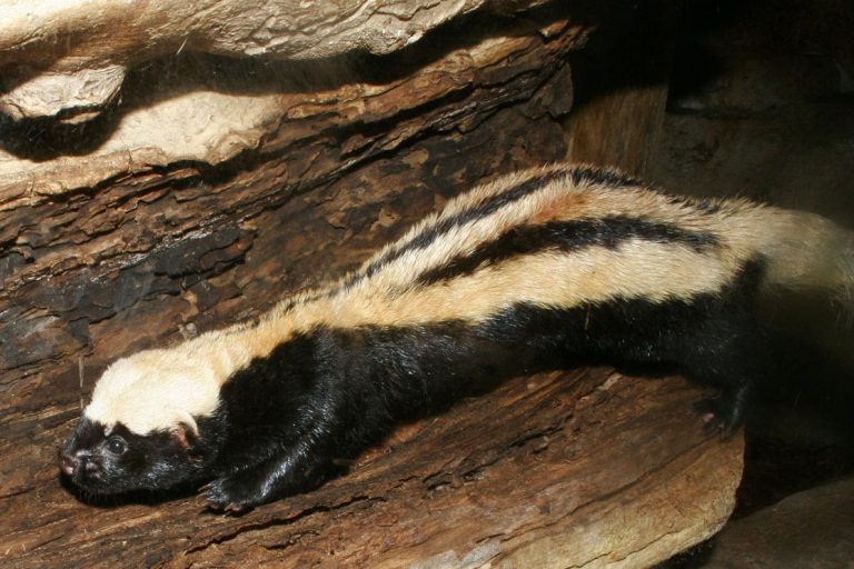 African Striped Weasel: Profile and Information