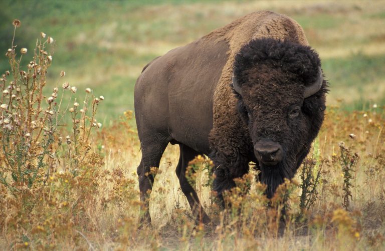 American Bison: Profile and Information