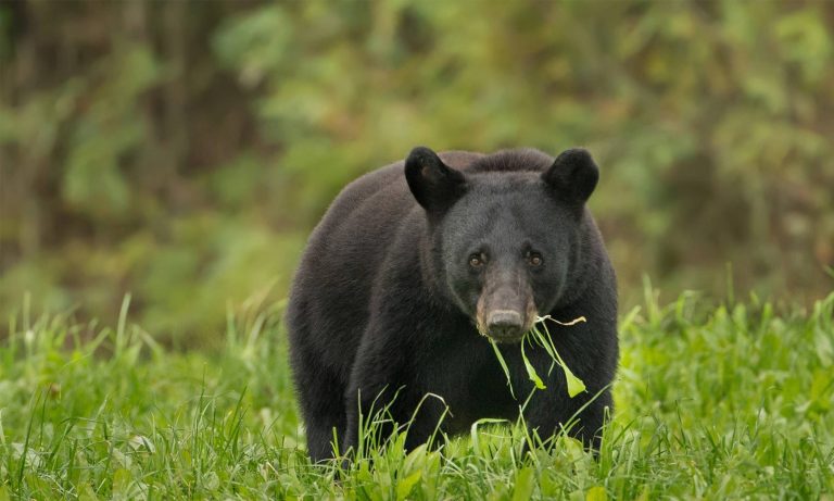 American Black Bear: Profile and Information