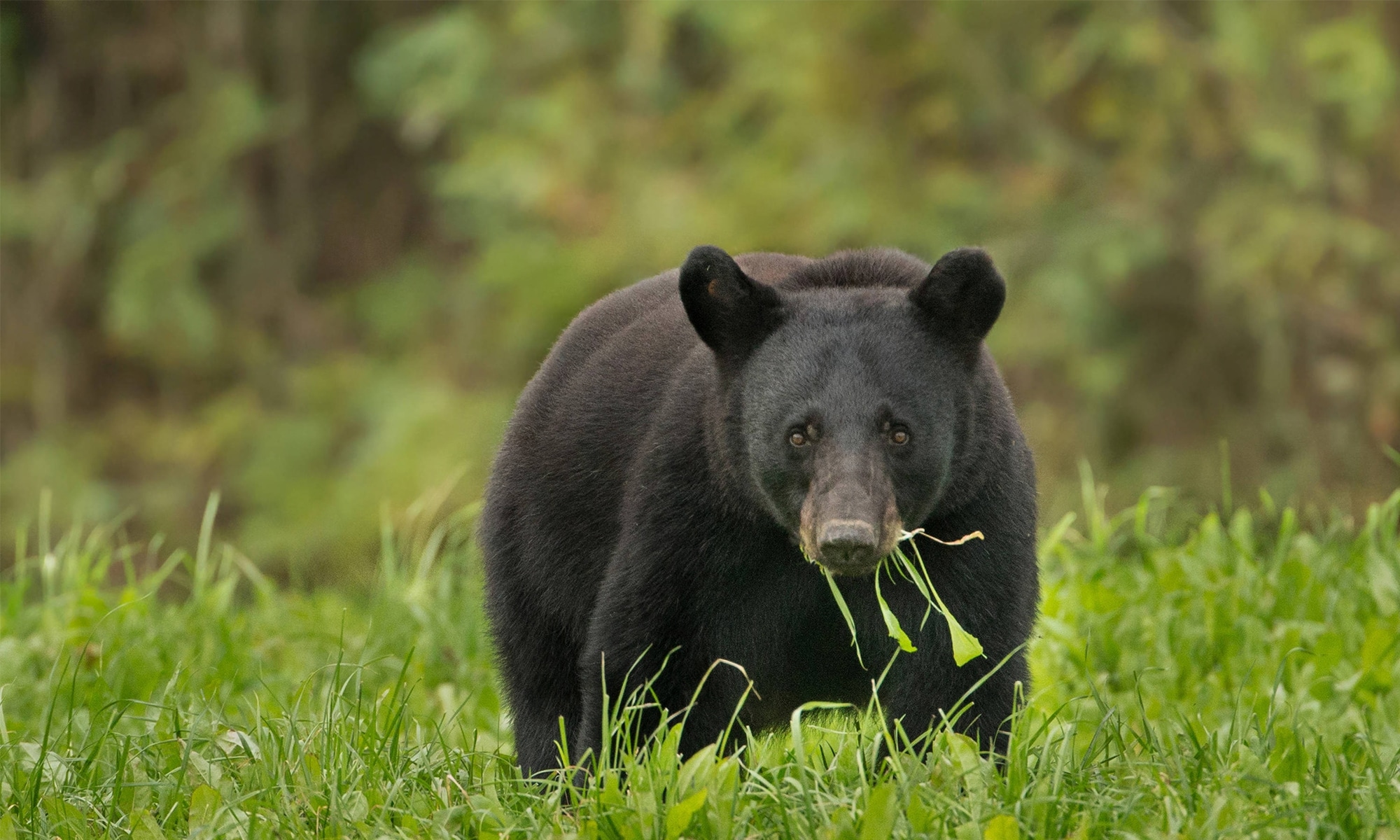 American Black Bear