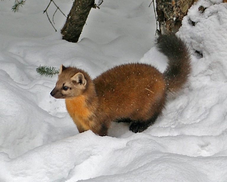 American Marten: Profile and Information
