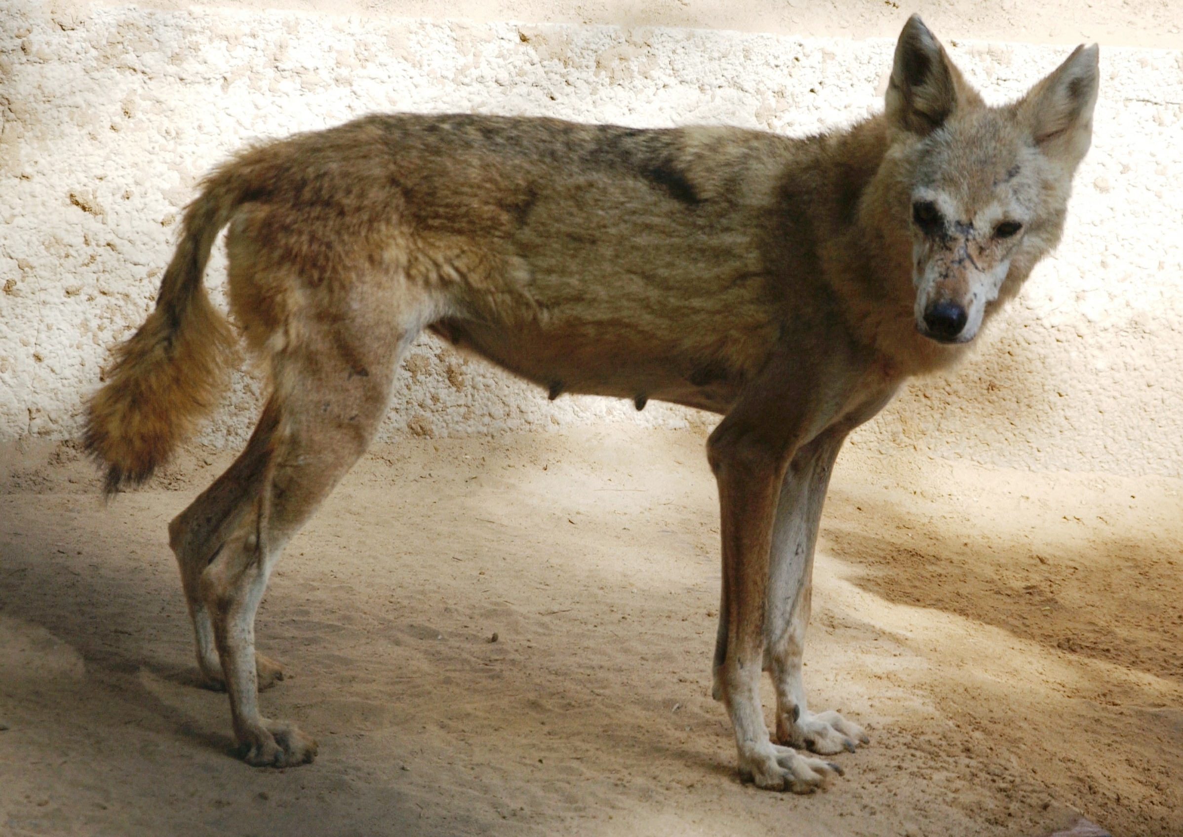Arabian Wolf