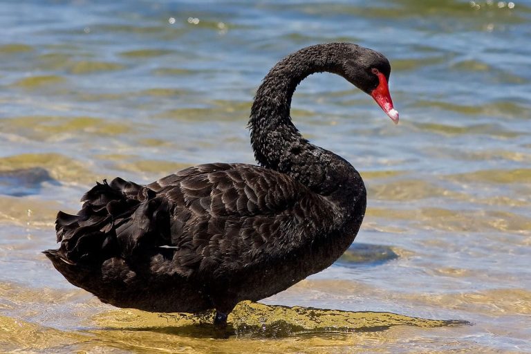 Black Swan: Profile and Information