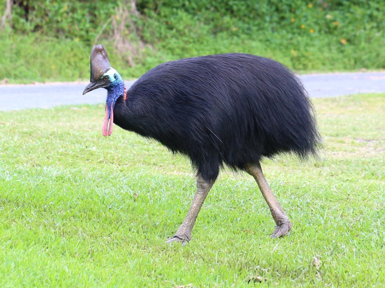 Cassowary: Profile and Information