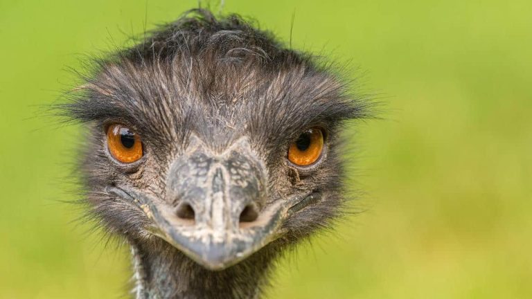 Emu: Profile and Information