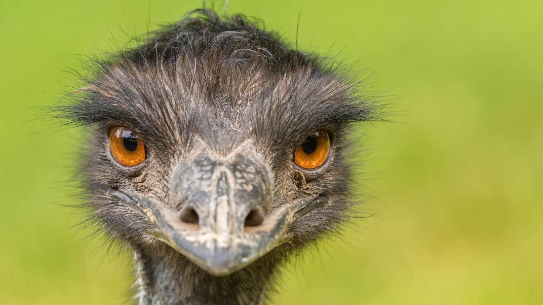 Emu