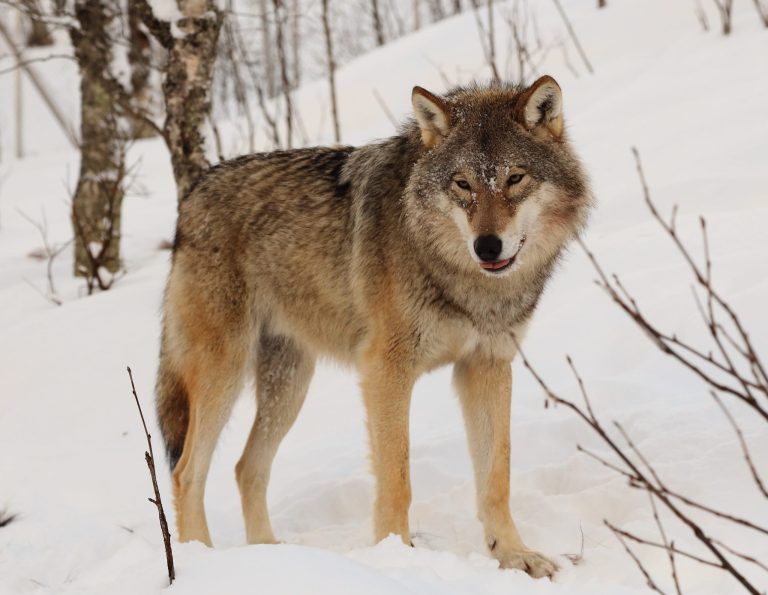 Eurasian Wolf: Profile and Information