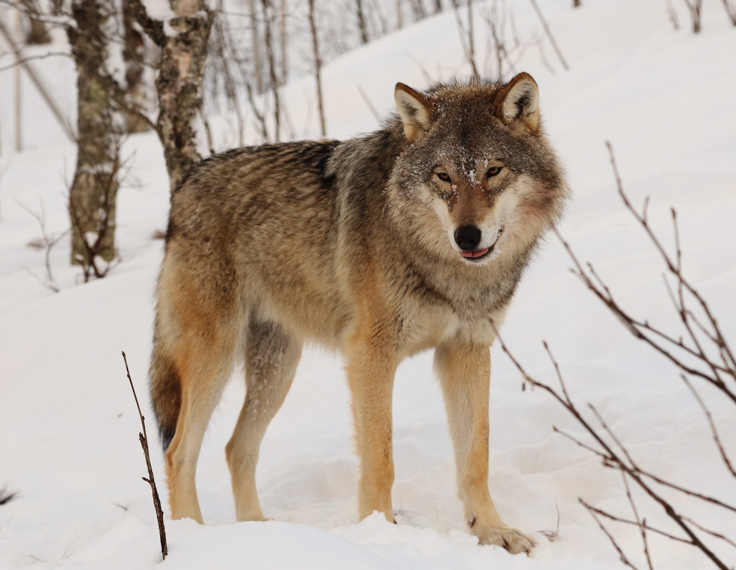 Eurasian Wolf