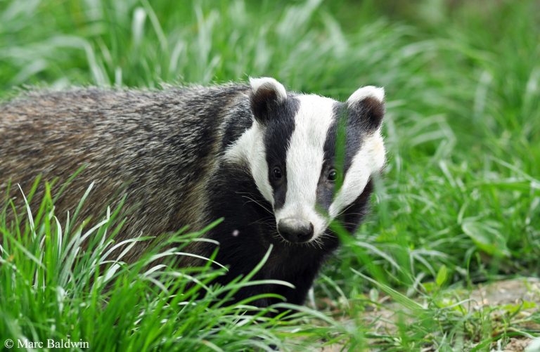 European Badger: Profile and Information