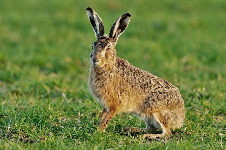 Hare: Profile and Information