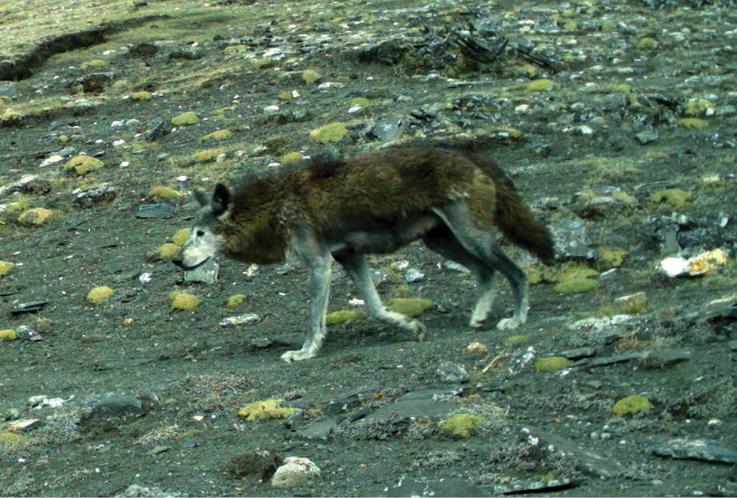 Himalayan Wolf
