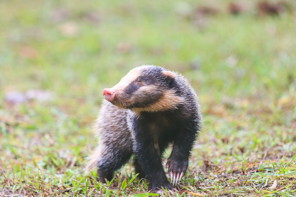 Hog Badger