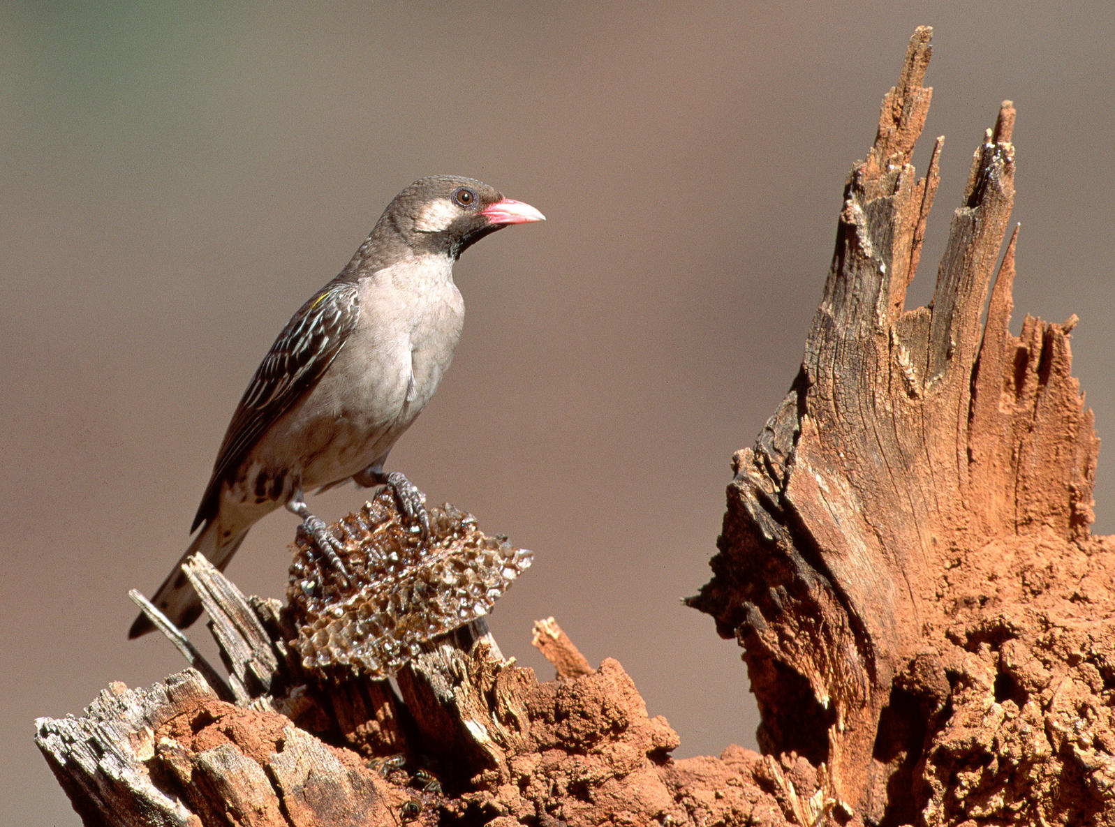 Honeyguide Birds