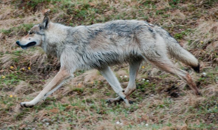 Interior Alaskan Wolf: Profile and Information