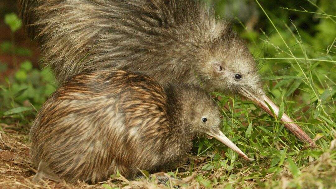 Whetu Kiwi (Bird)