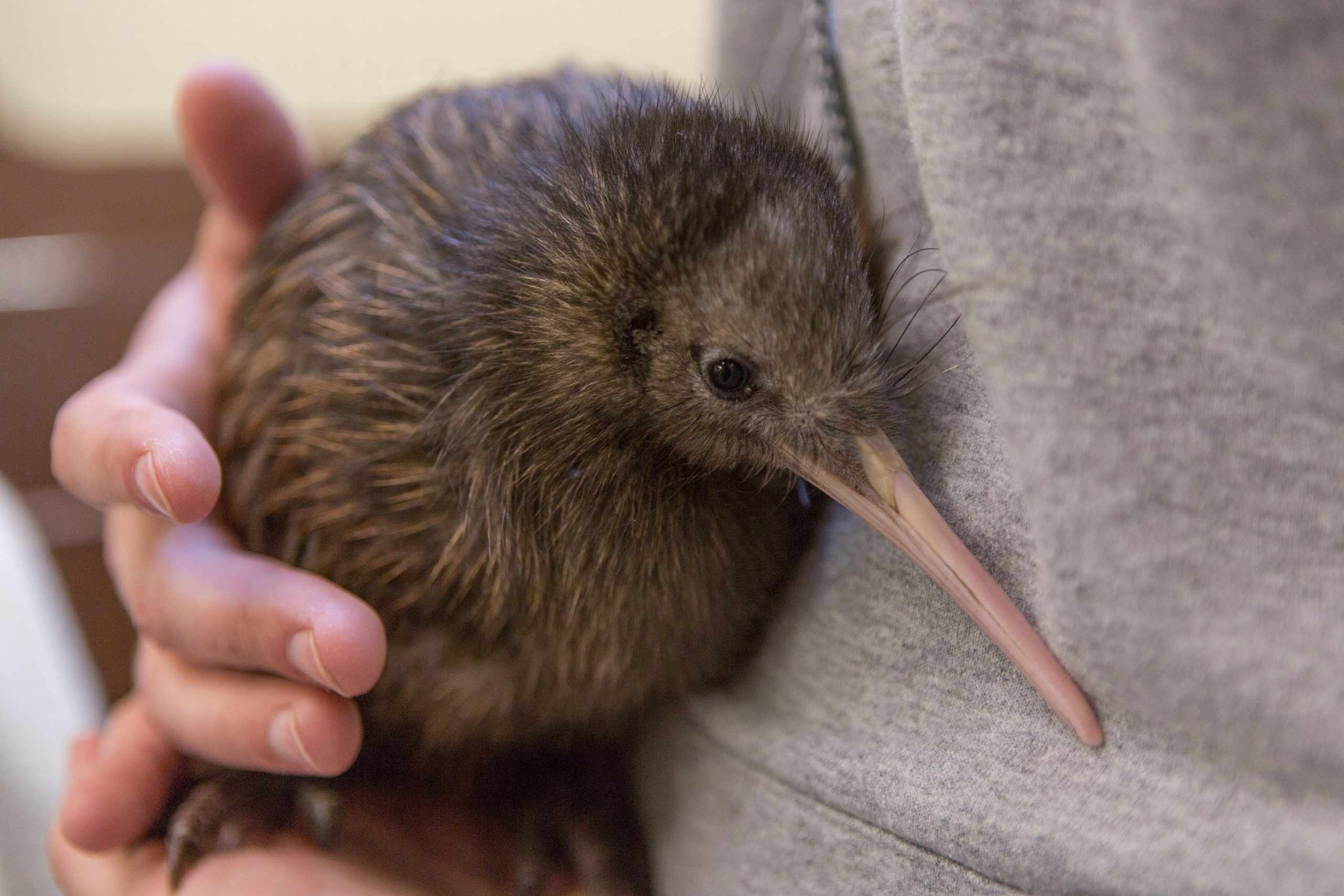 Whetu Kiwi (Bird)
