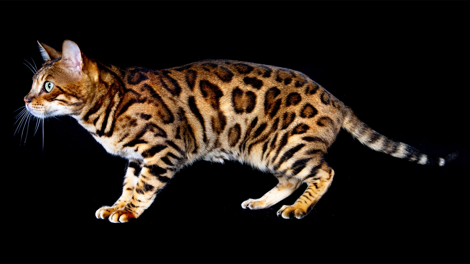 Leopard Cat