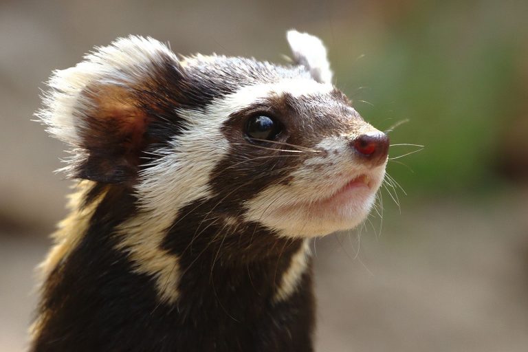 Marbled Polecat: Profile and Information