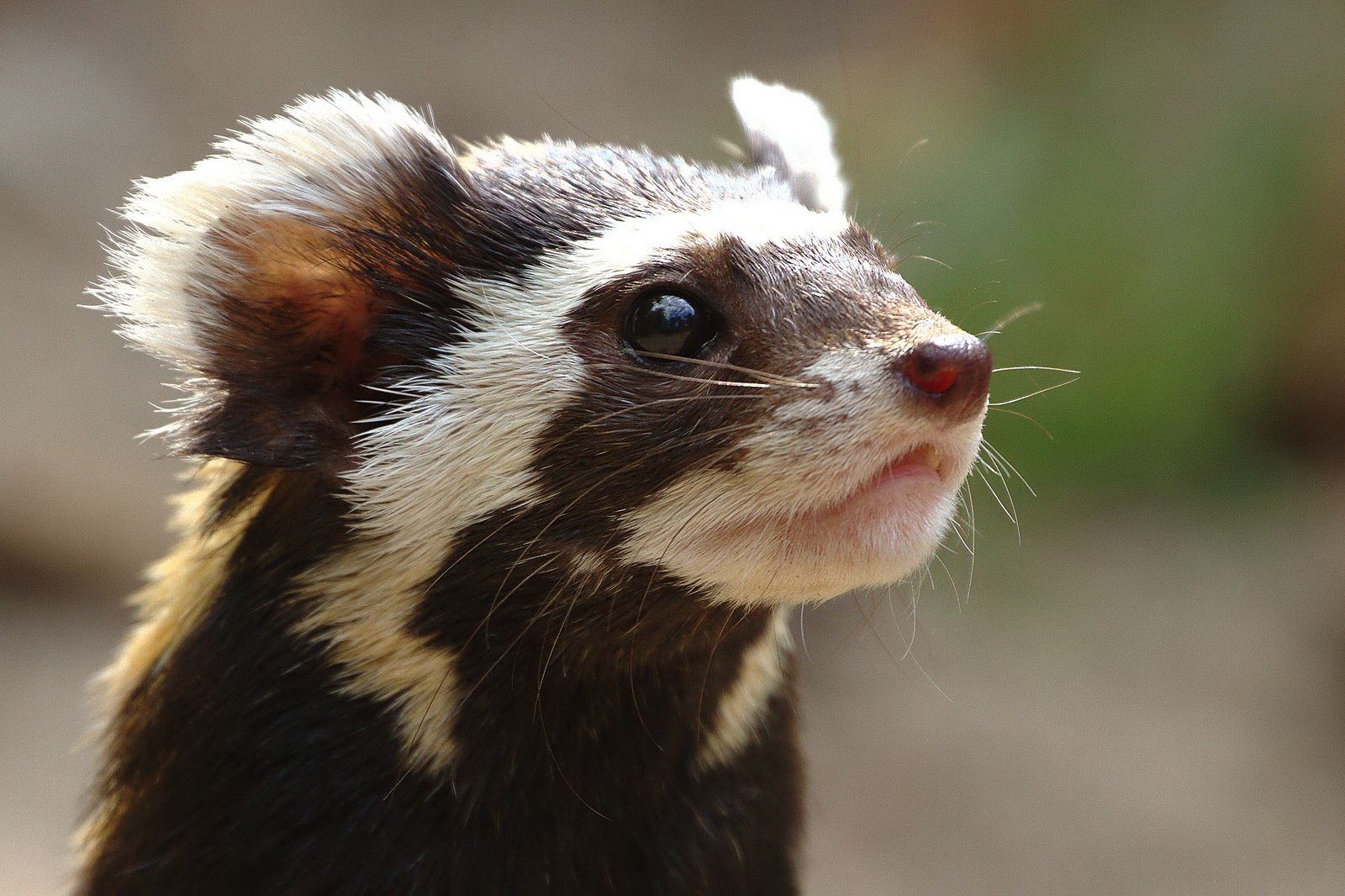 Marbled Polecat