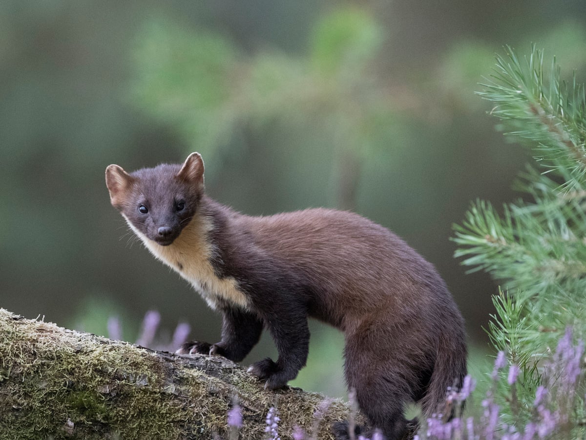 Marten