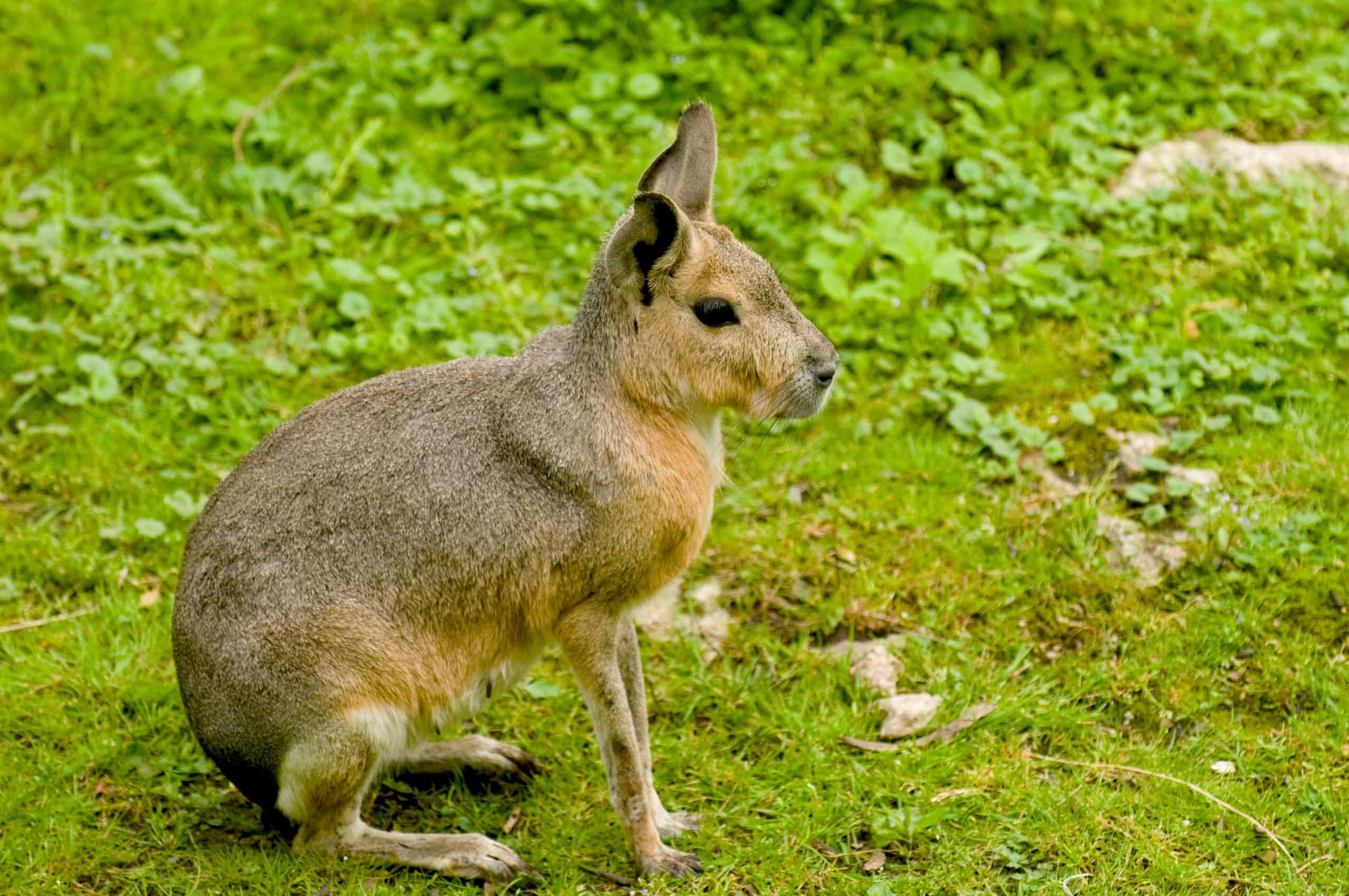 Patagonian Mara