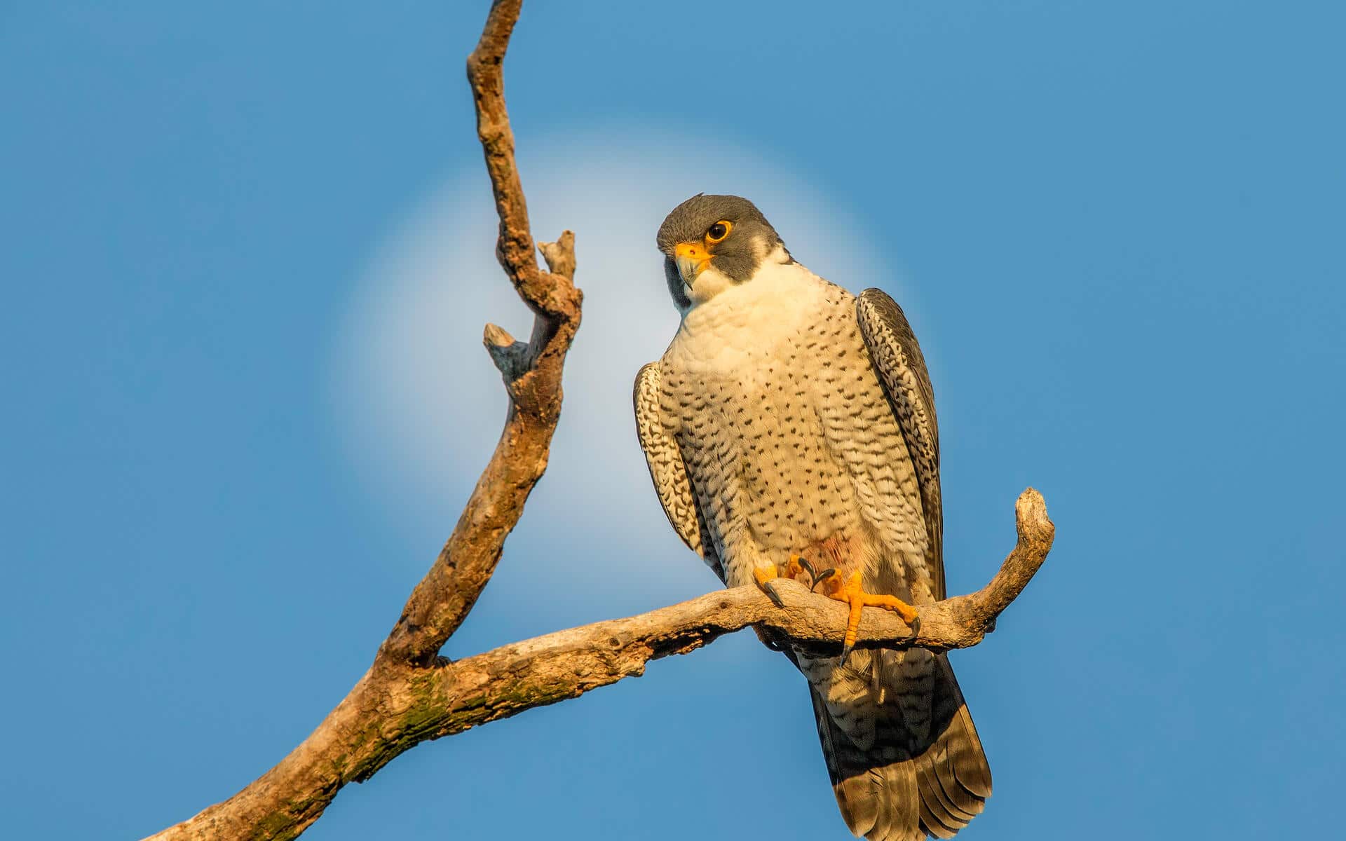 Peregrine Falcon