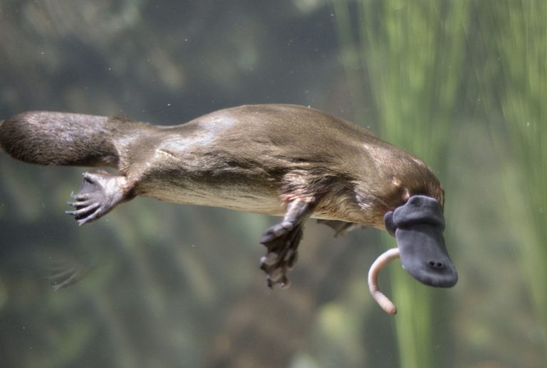 Platypus: Profile and Information