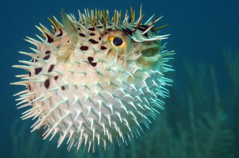 Porcupinefish: Profile and Information