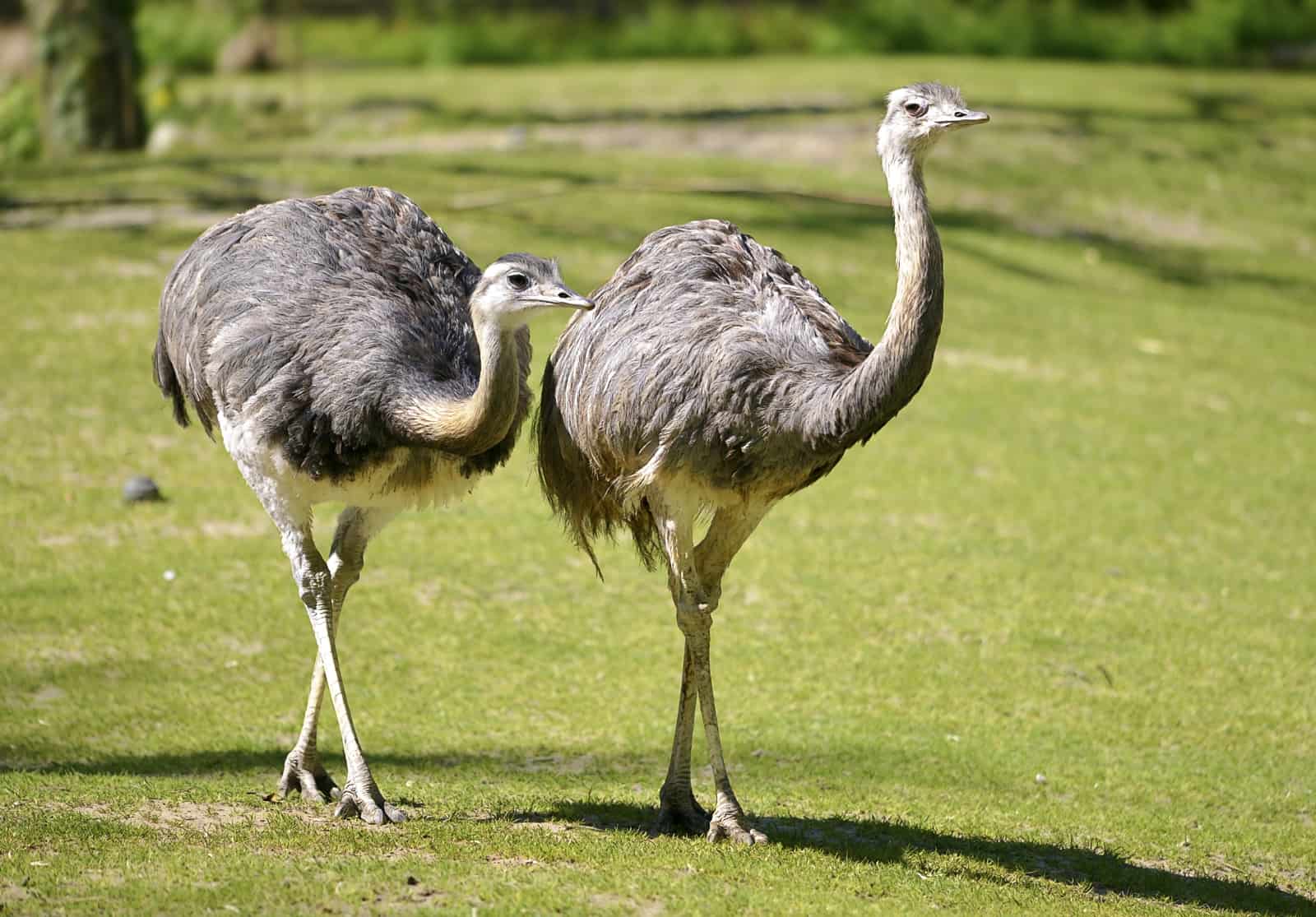 Rheas