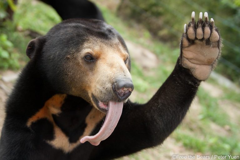 Sun Bear: Profile and Information