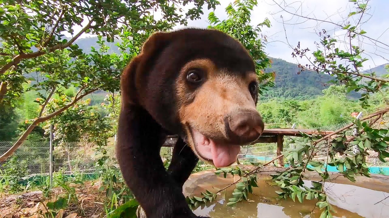Sun Bear