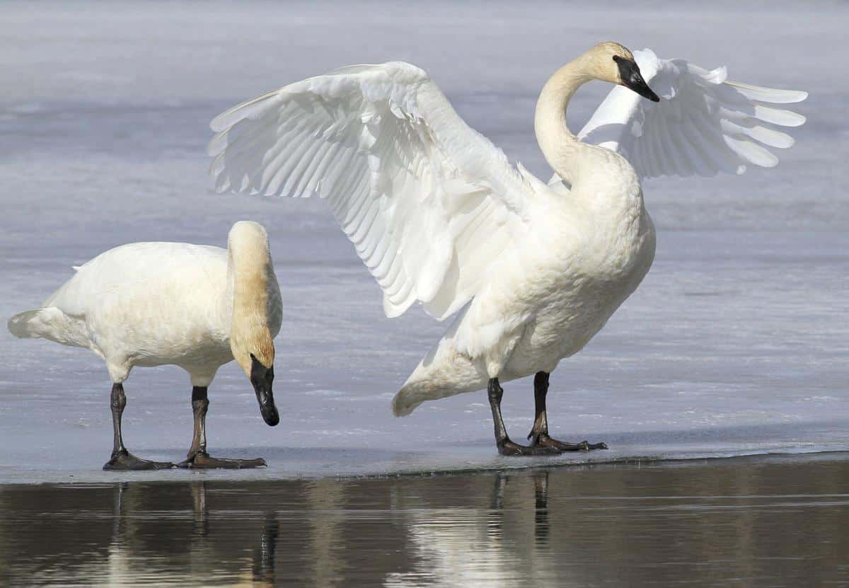 Trumpeter Swan