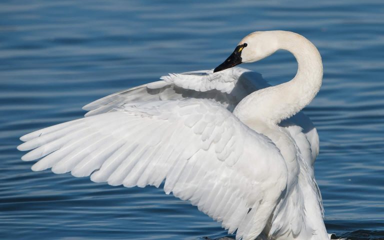 Tundra Swans: Profile and Information