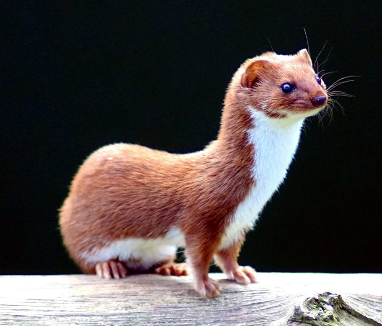 Weasel: Profile and Information