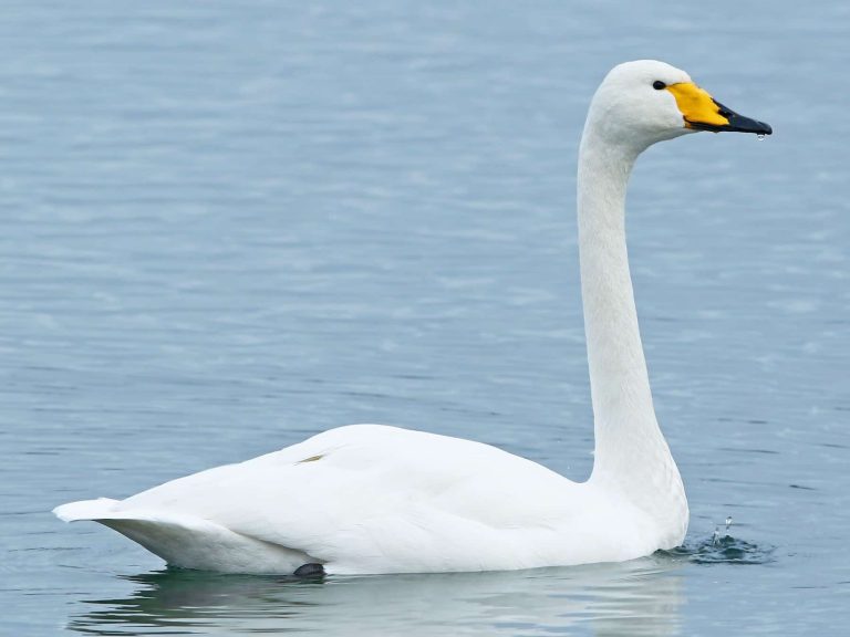 Whooper Swan: Profile and Information