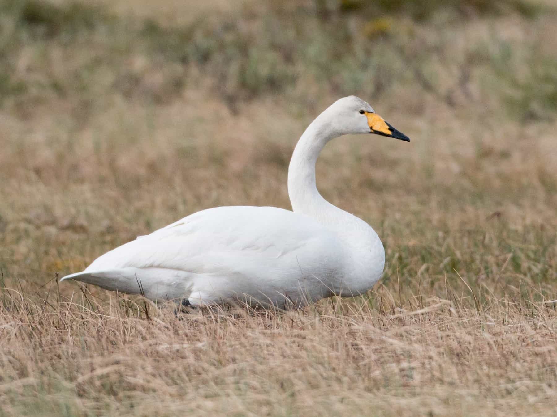 Whooper Swan