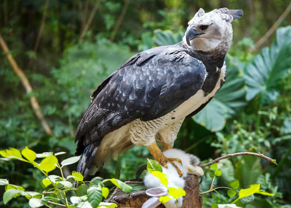 Harpy Eagle