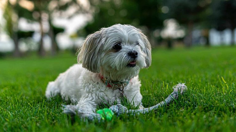 Maltese: Dog Breed Profile and Information