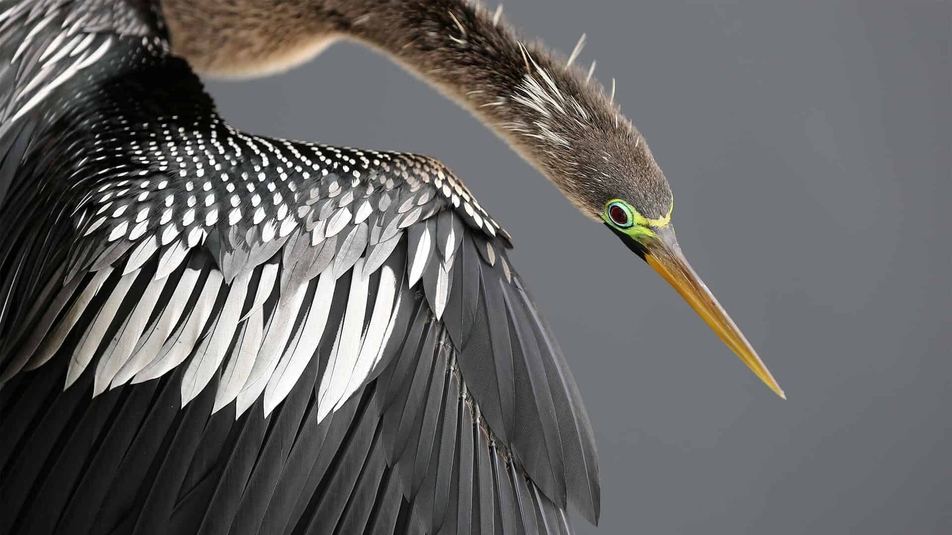Anhinga